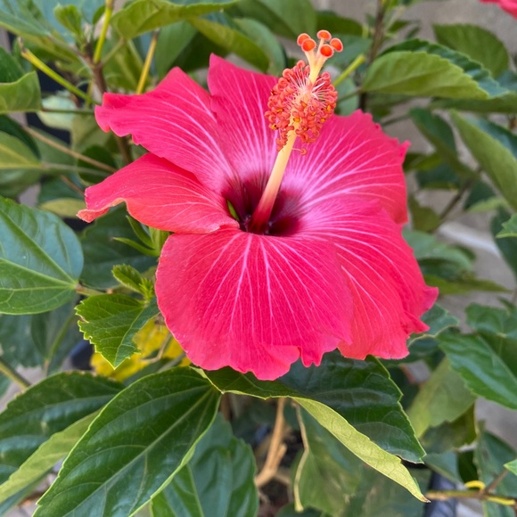 Meet your Posher, Jamie! - Picture 1 of 1